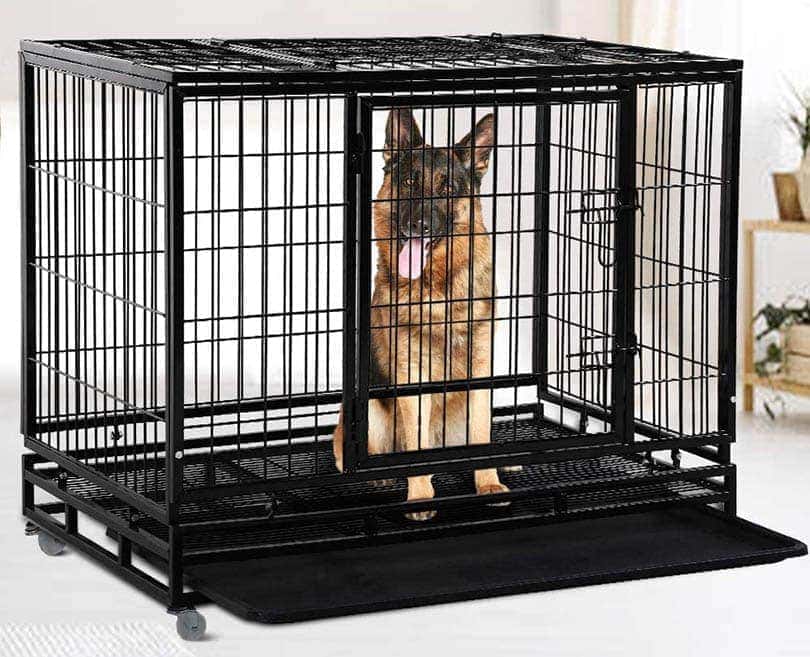 german shepherd in a crate
