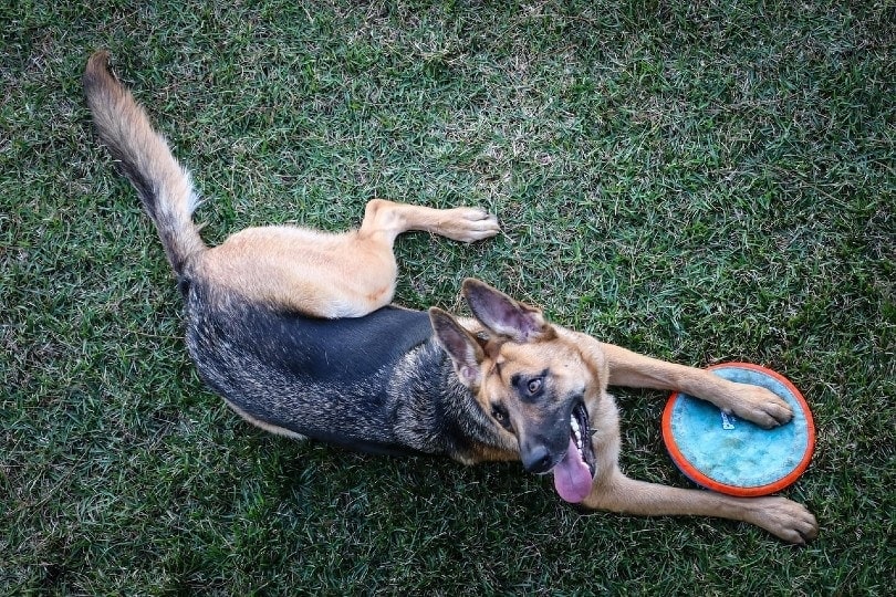 german shepherd playing frisbee at the garden