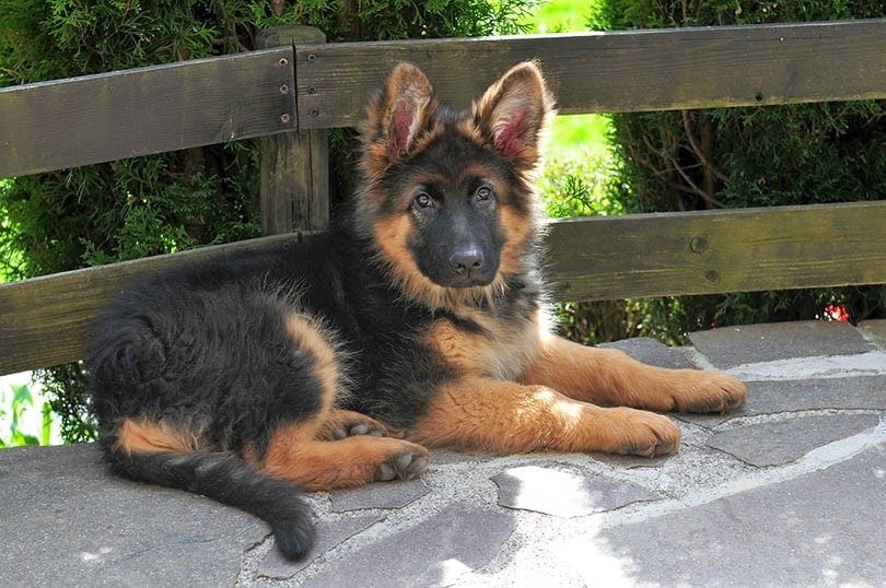 german shepherd puppy lying on patio