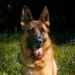 german shepherd sitting outdoor panting