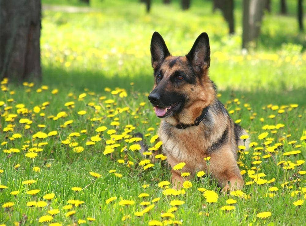 german shepherd with shock collar