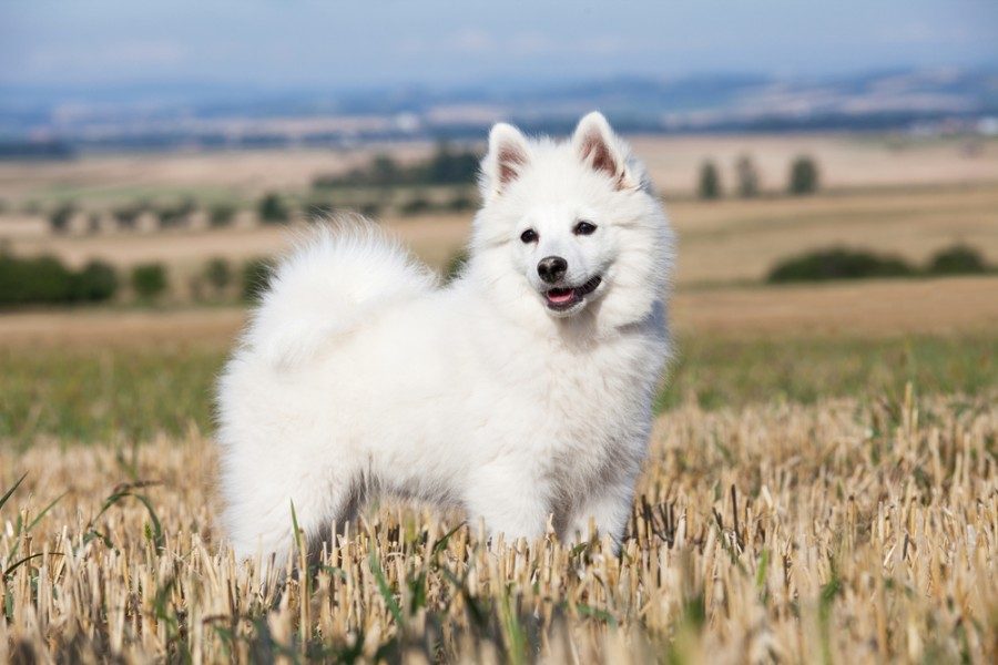 german spitz