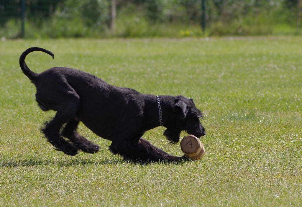 giant schnauzer playing with toy outdoors