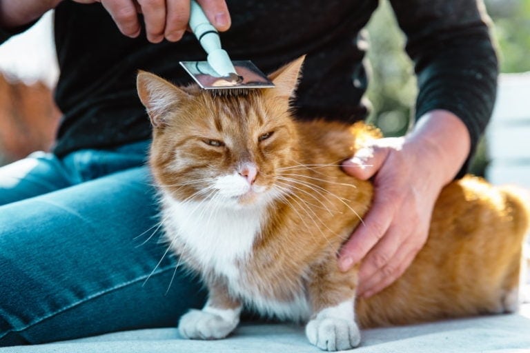 Picture of What Is the Cost of Cat Grooming? 2026 Price Guide | Hepper Pet Resources