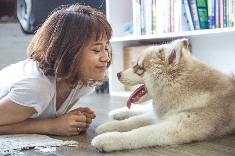 Pyrenees Husky Dog
