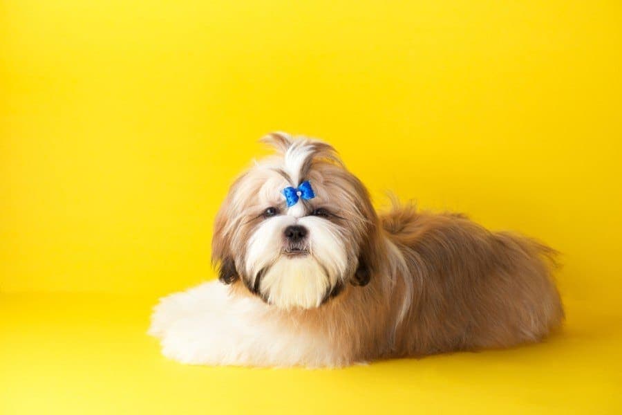 gold shih tzu