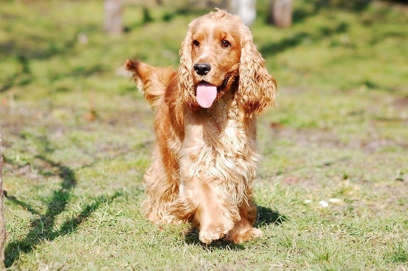 golden cocker spaniel