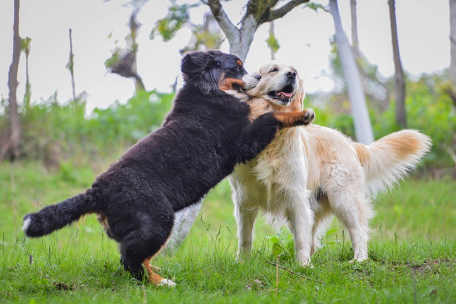 Golden Retriever and Bernese Mountain Dog Playing