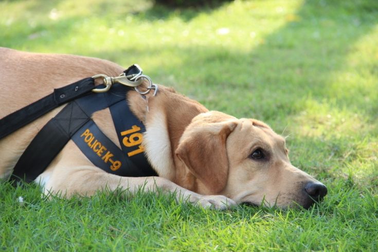 relaxing police dog