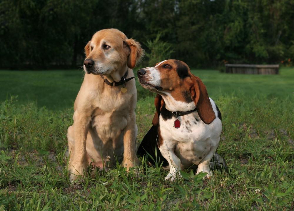 golden retriever and basset hound