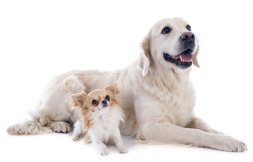 golden retriever and chihuahua_cynoclub_shutterstock