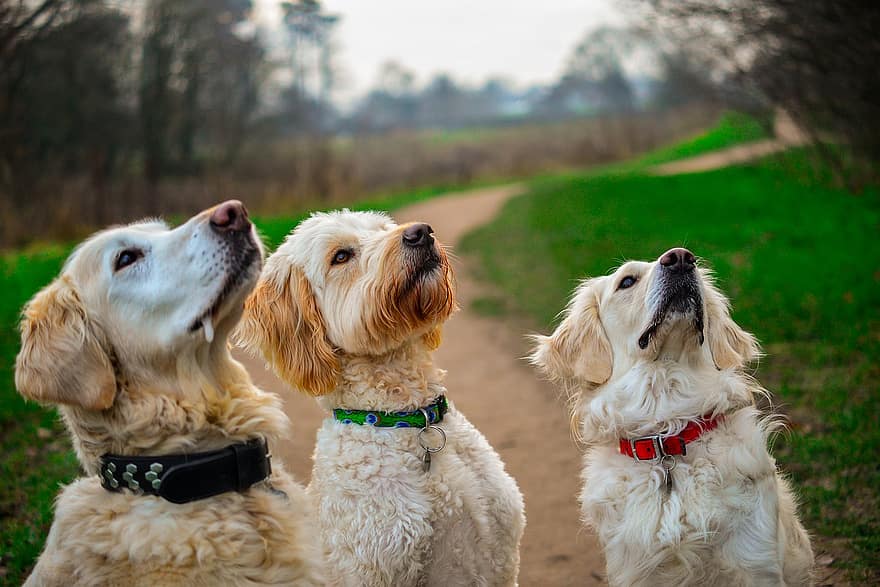 golden retriever and goldendoodle