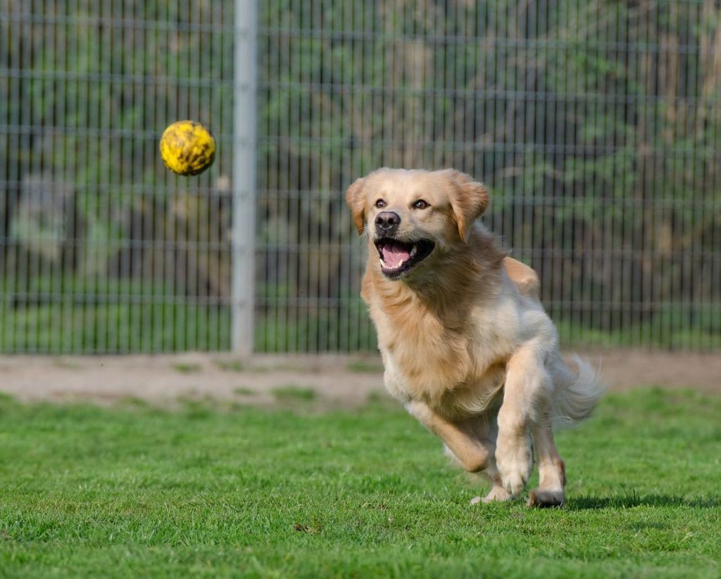 golden retriever playing fetch with ball throw toy