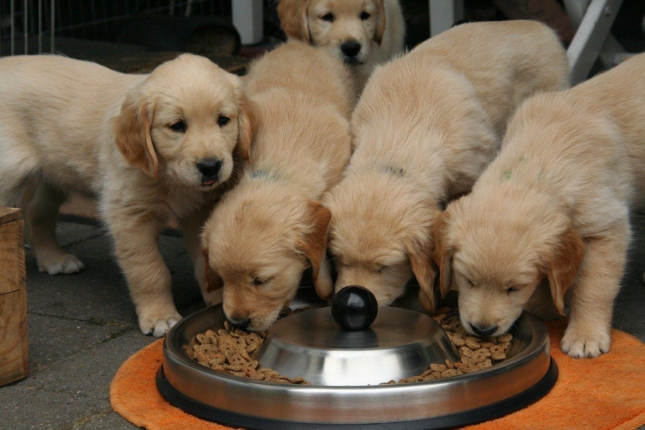 golden retriever puppies eating