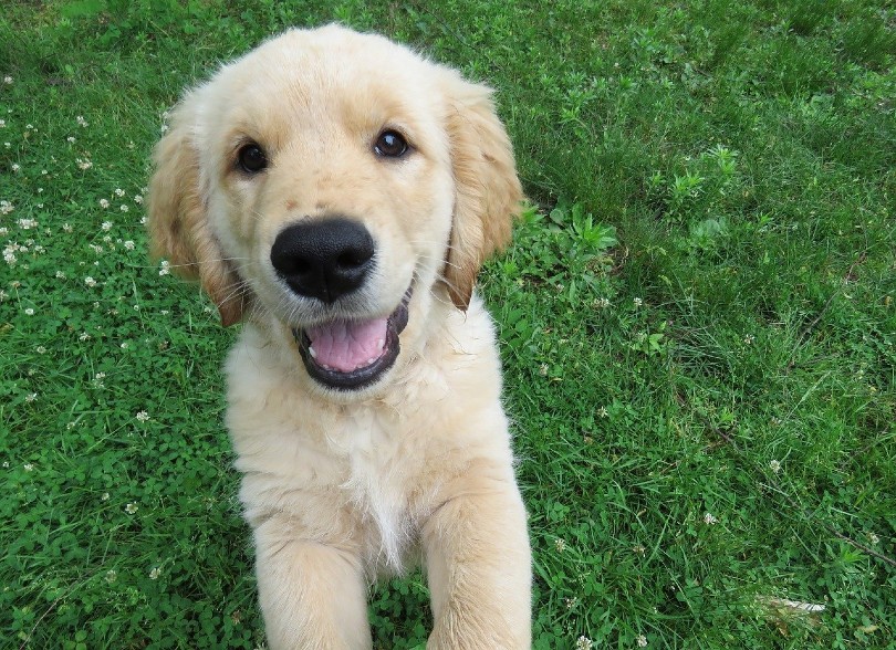 golden retriever puppy jumping
