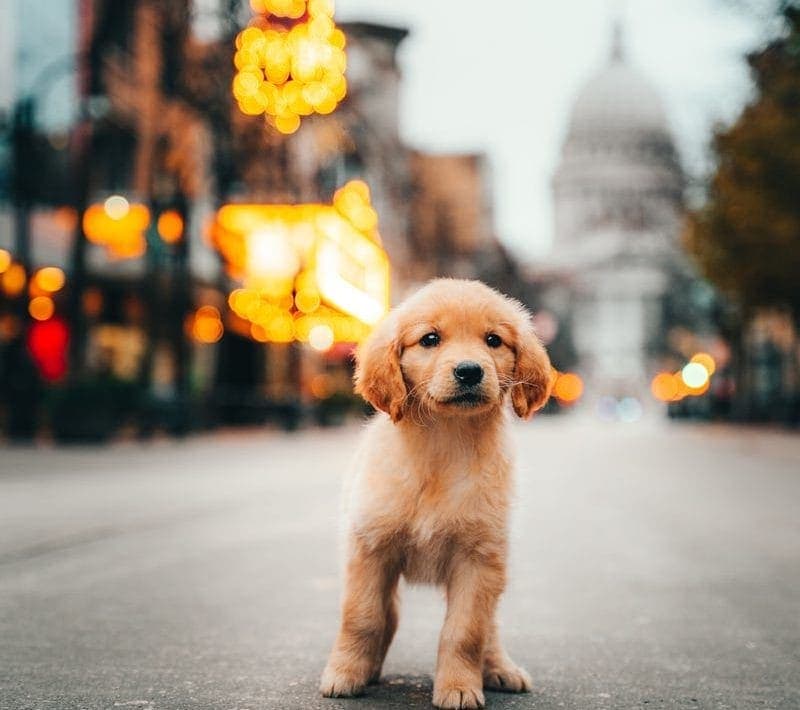 Golden Retriever Puppy Walking on Street in Madison Wisconsin