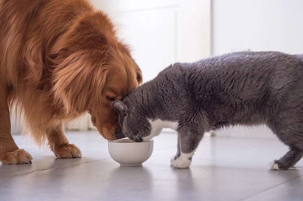 golden retriever trying to eat cat food