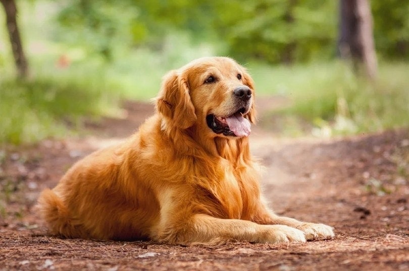 16 Golden Retriever Movies You Can Watch Today With Trailers Hepper 
