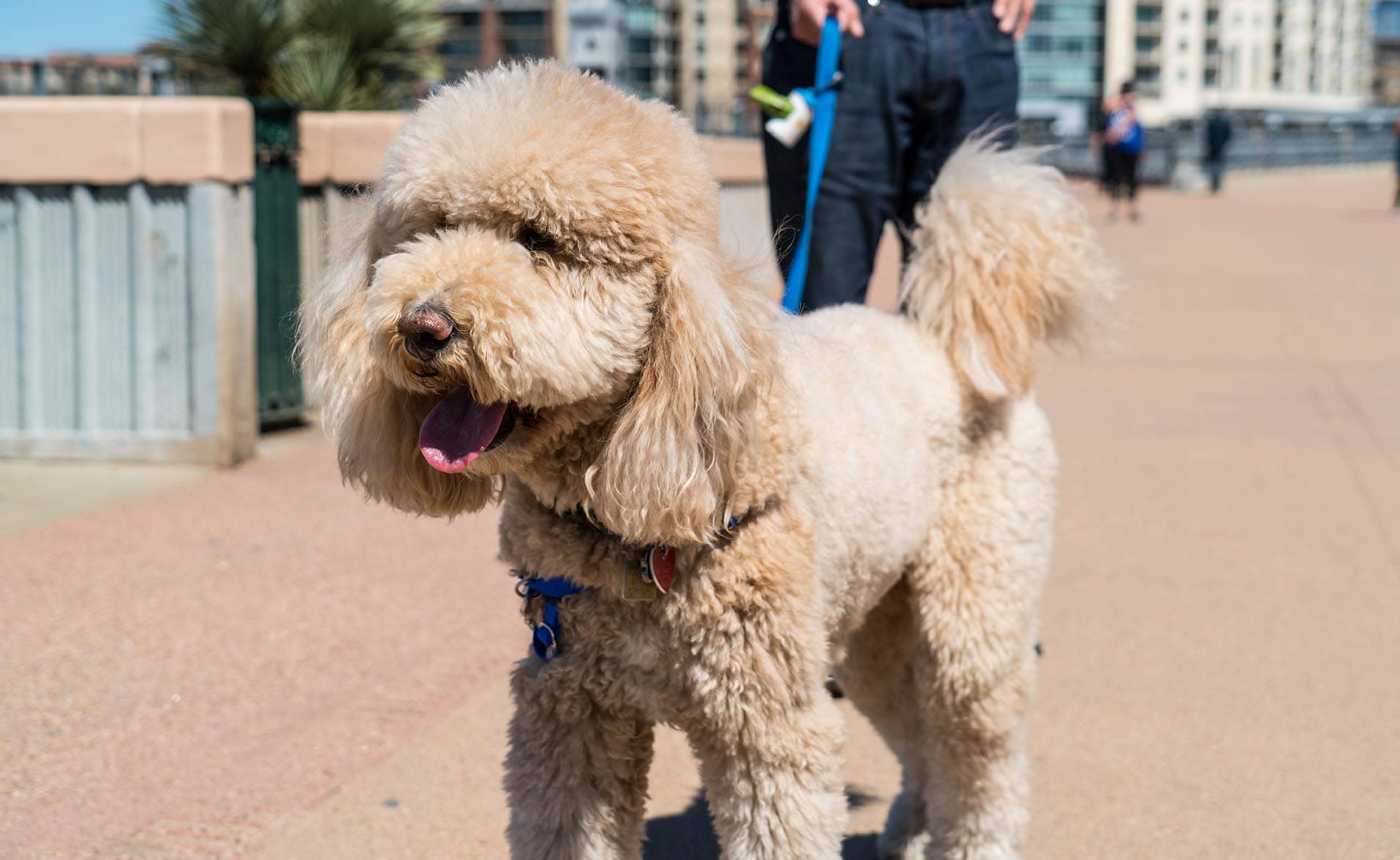 goldendoodle