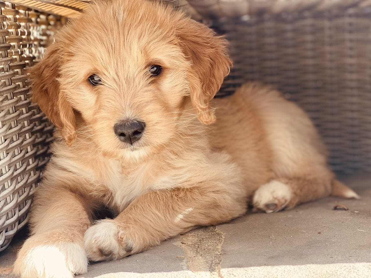 goldendoodle puppy
