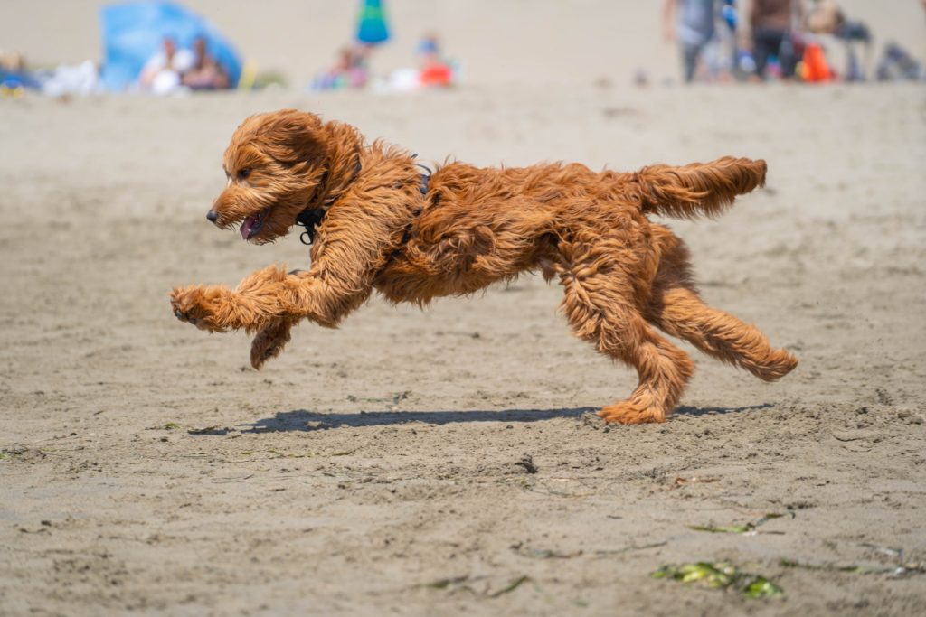 goldendoodle running