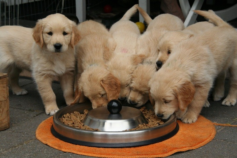 goldern retriever puppies eating