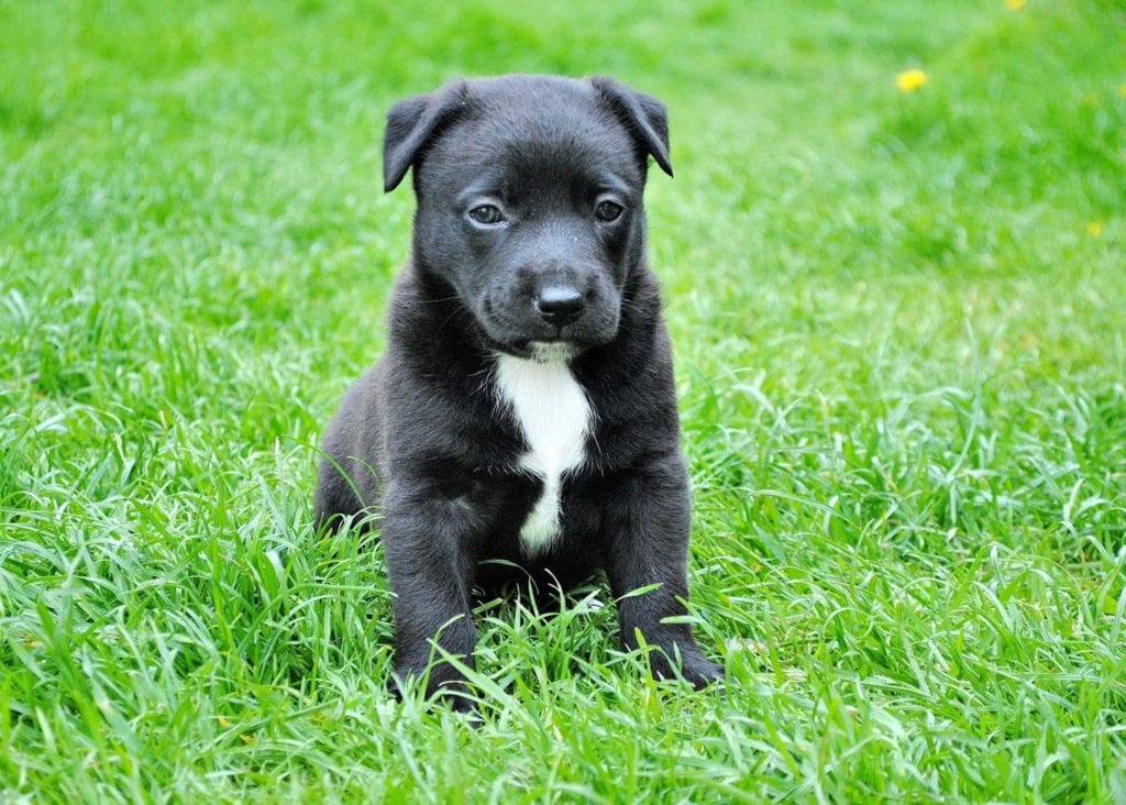 border collie pitbull puppy