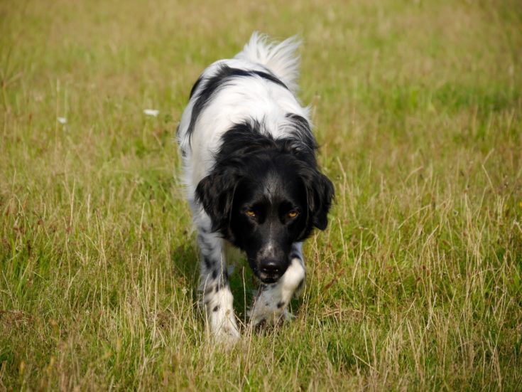 border collie cocker spaniel