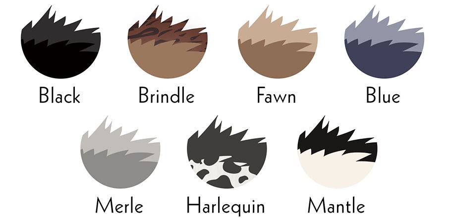 great dane fur colors