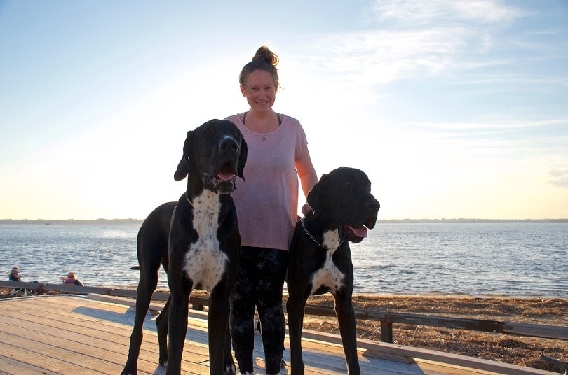 great danes with owner