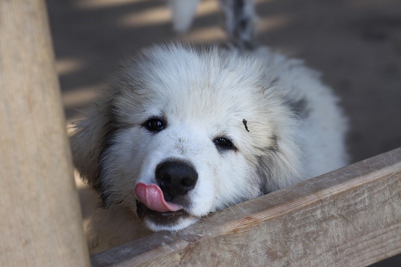 great pyrenees