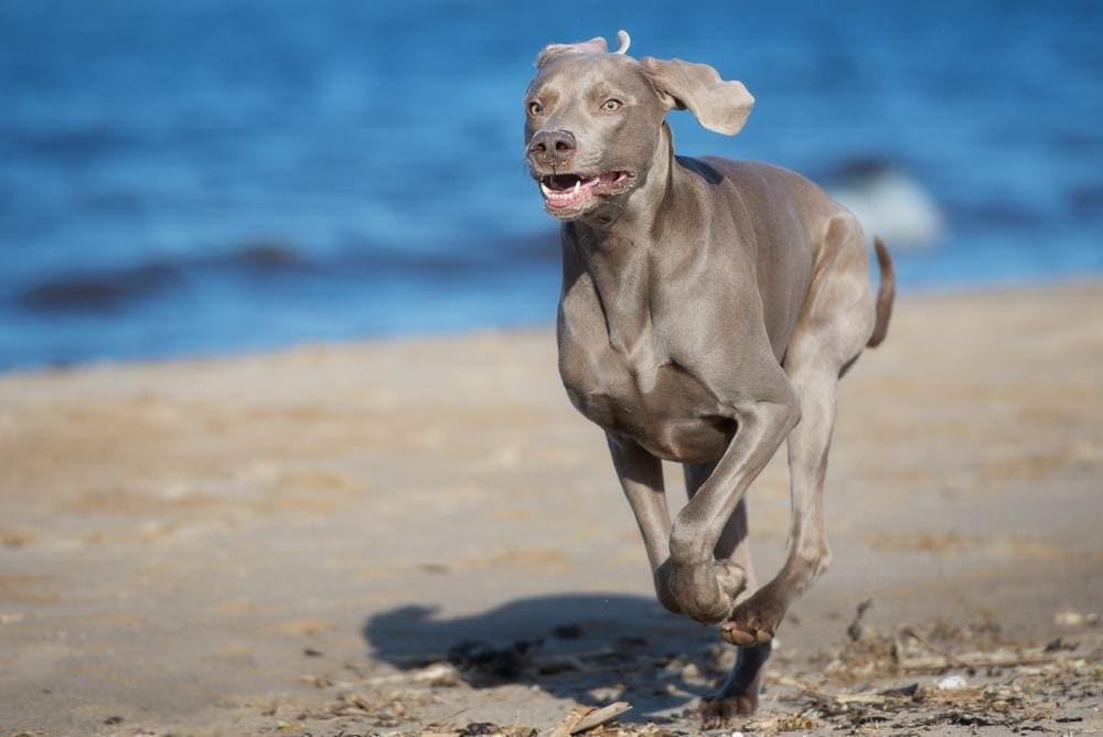 blue grey hound on beach