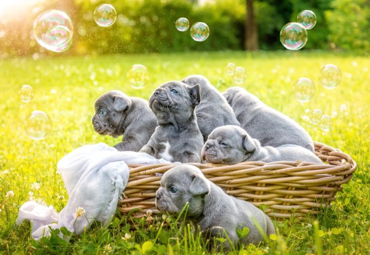 grey french bulldog puppies