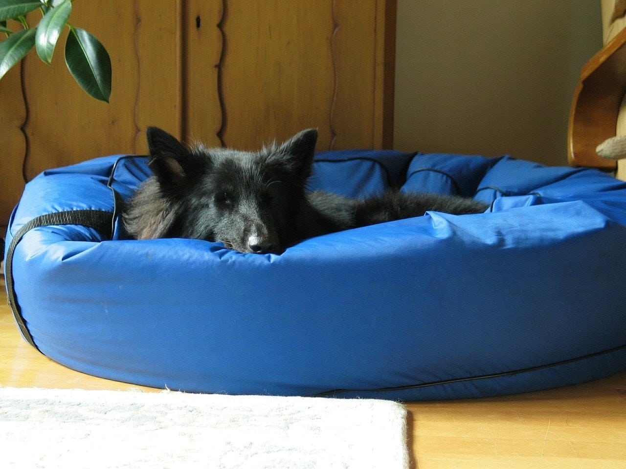 groenendael dog sleeping in vinyl bed