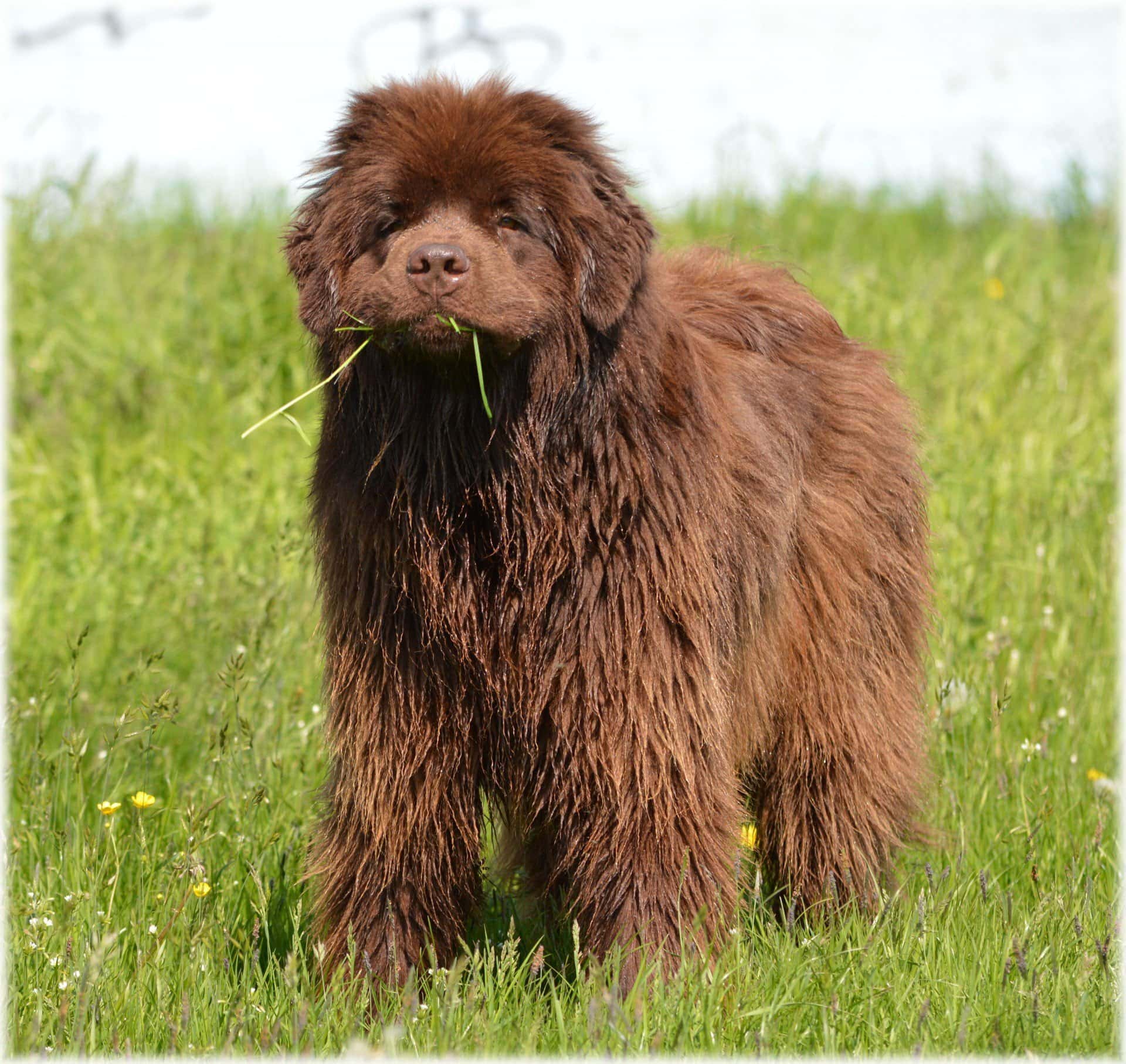 newfoundland dog