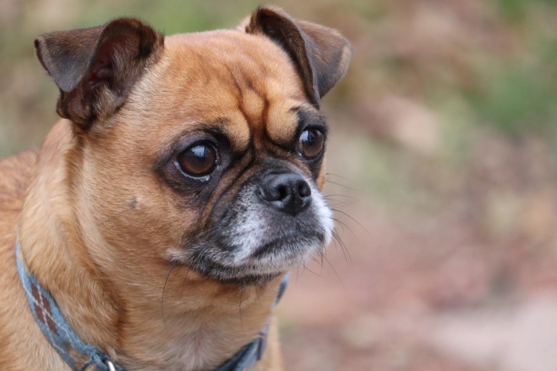 half pug half fox terrier staring into space_Ryan Garrett_shutterstock