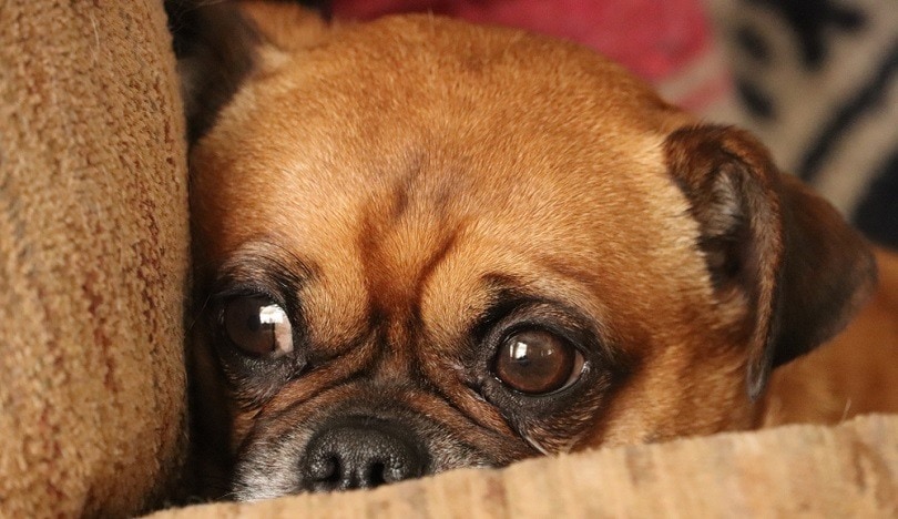 half pug half fox terrier puppy
