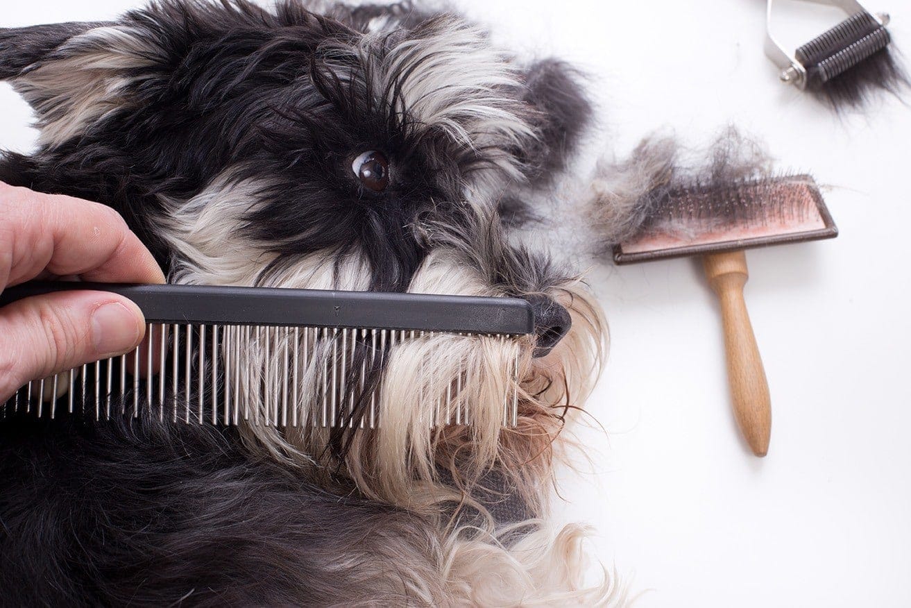 hand combing dog