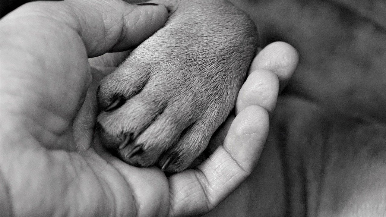 hand holding paw