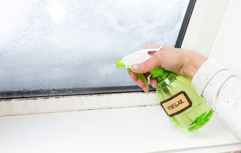 hand spraying white vinegar solution_FotoHelin_shutterstock