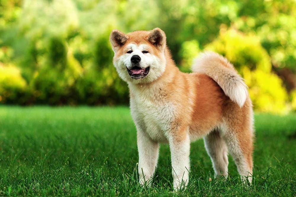 What Kind Of Dog Is Hachi Legendary Dogs Presented Hepper Pet Resources