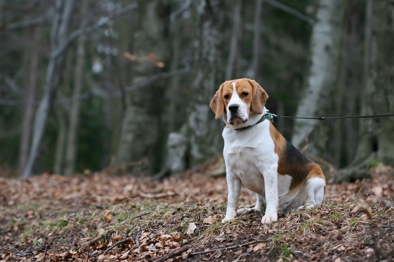 harrier dog in forest_Miroslav Hlavko_shutterstock