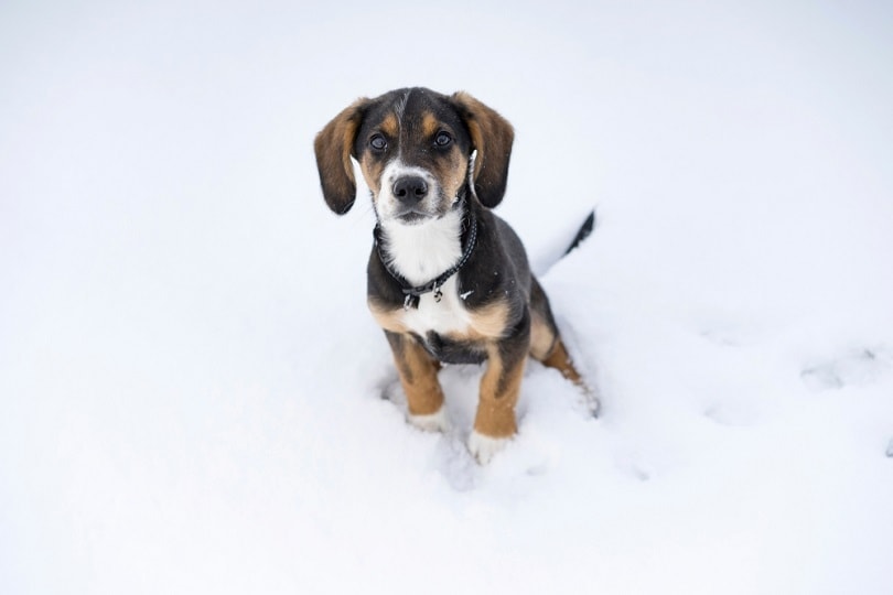harrier puppy sitting outdoors