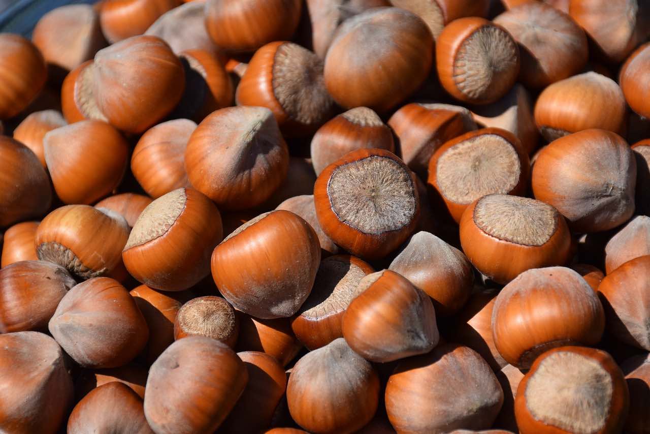 hazelnuts