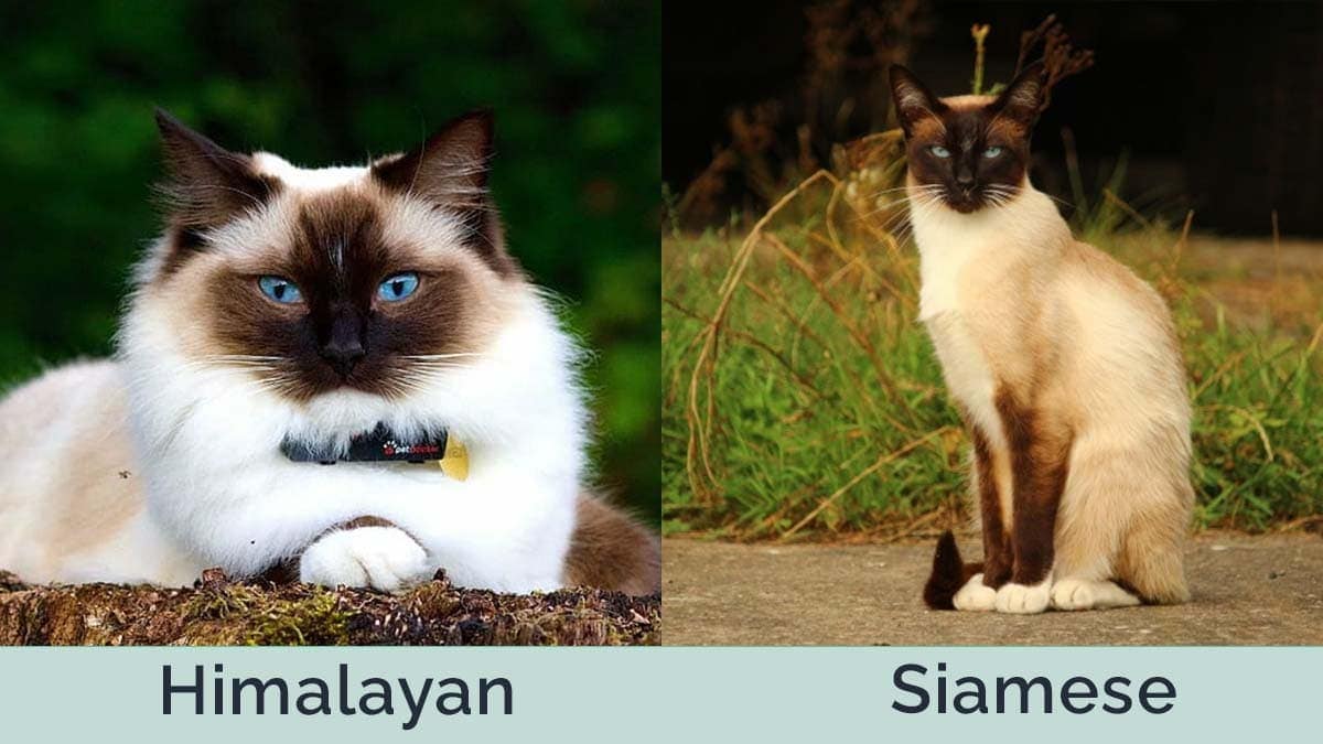 himalayan vs siamese side by side