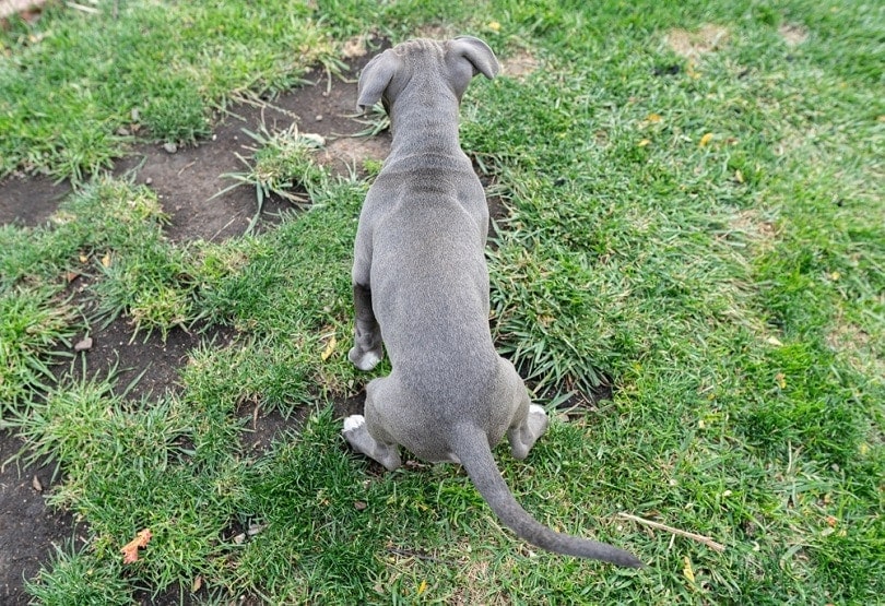 house-broken-puppy-potty-trained
