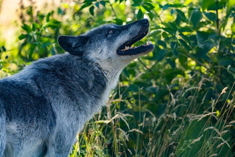 howling wolf