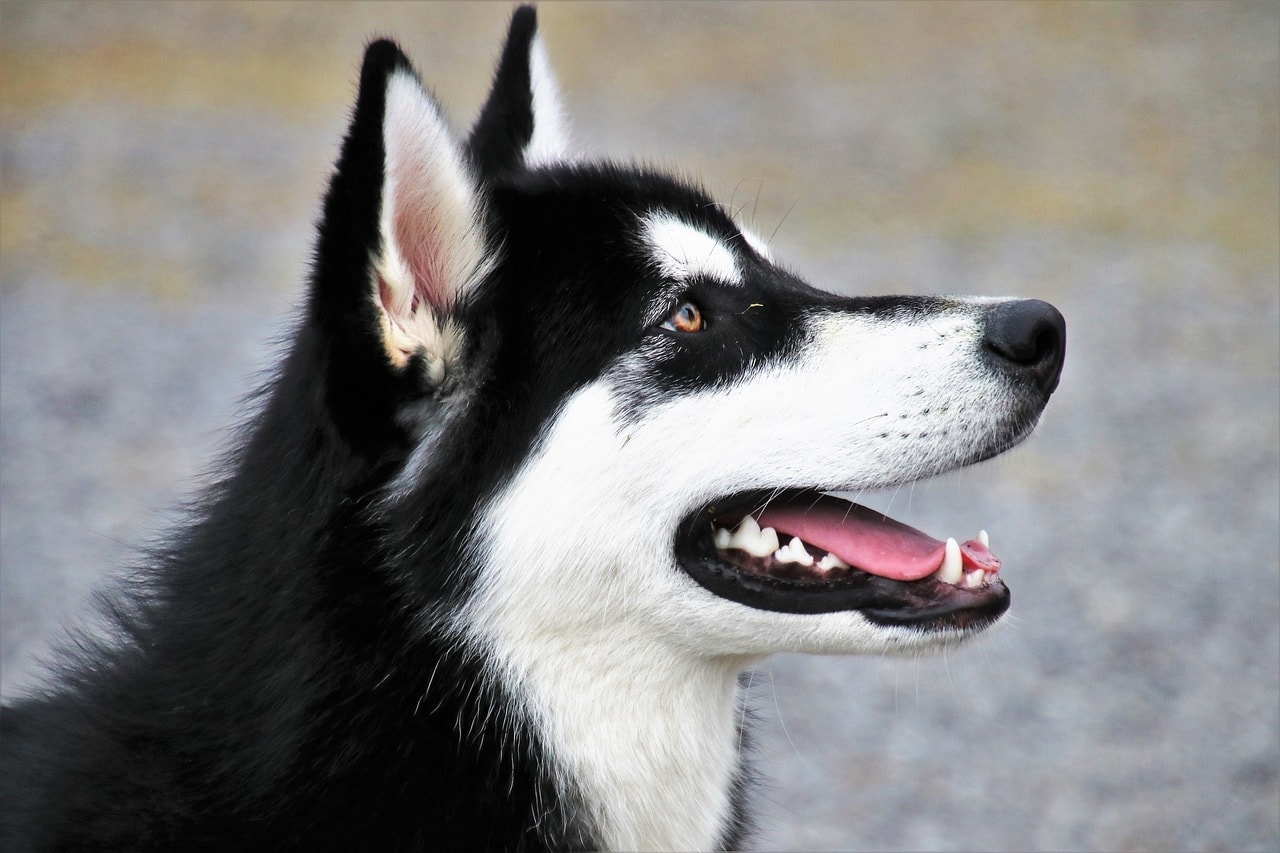 husky close up