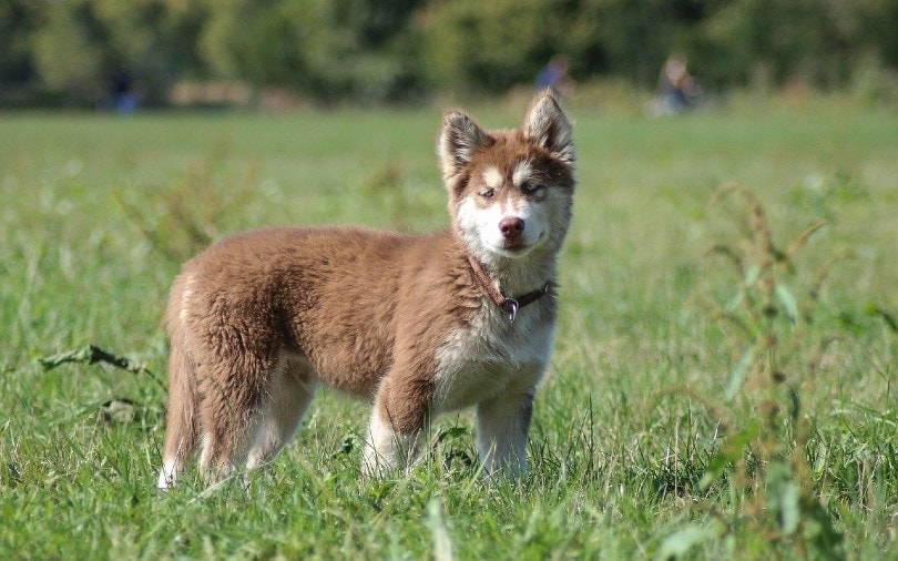 husky puppy