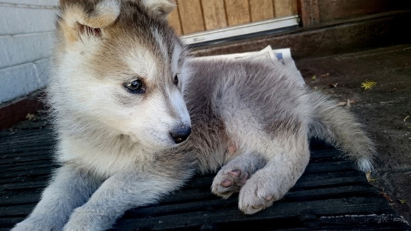 husky puppy closeup